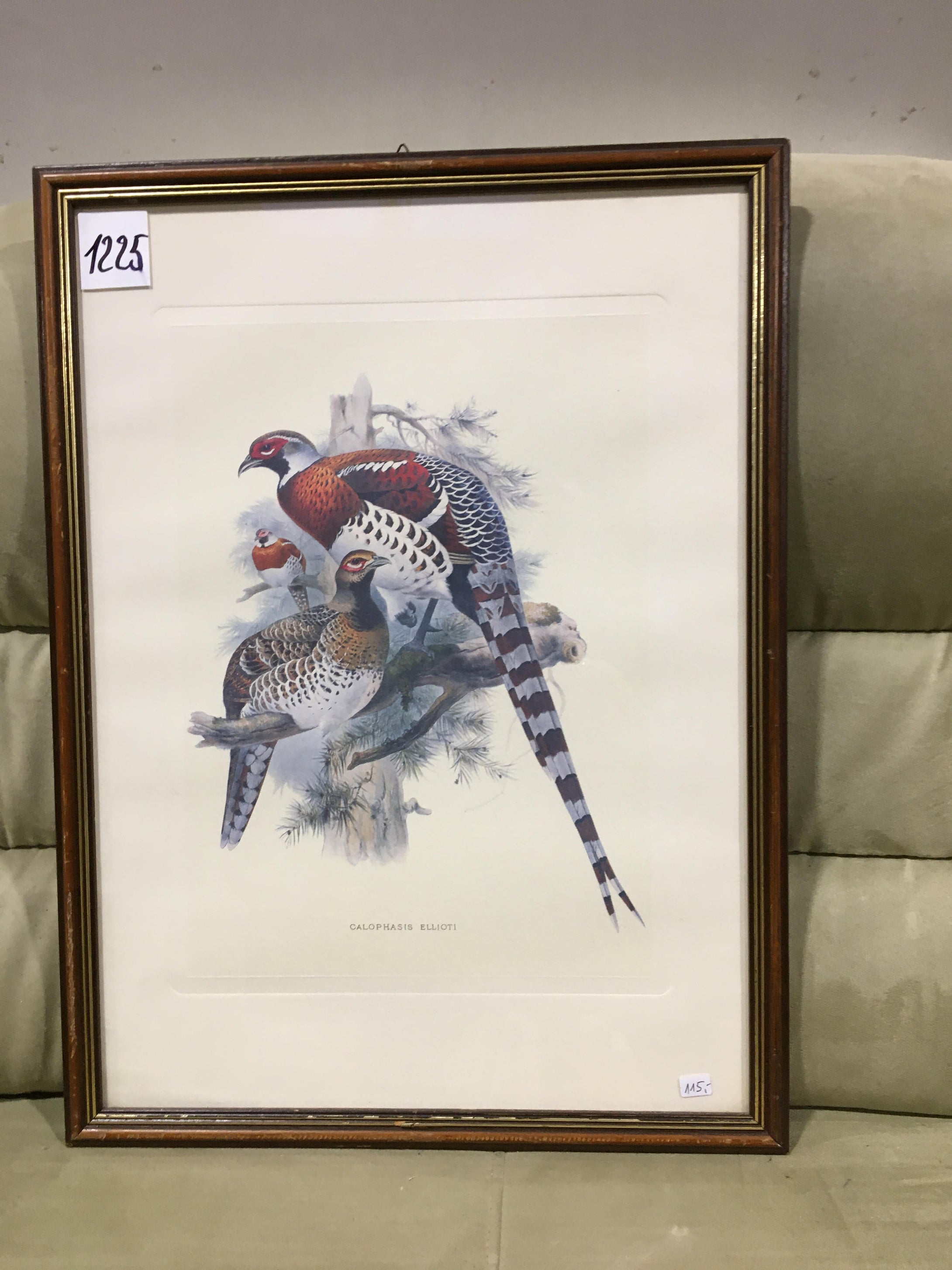 Bild mit Rahmen aus der Auflösung einer Sammlung, 2 Fasane #1225